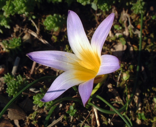 Romulea...ma quale? (bulbocosium, ligustica e ramiflora)